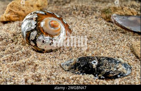 Perlschnecken-Muschel von Turbo sarmaticus südafrikanischem Turban auf dem Sand Stockfoto
