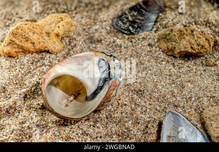 Perlschnecken-Muschel von Turbo sarmaticus südafrikanischem Turban auf dem Sand Stockfoto