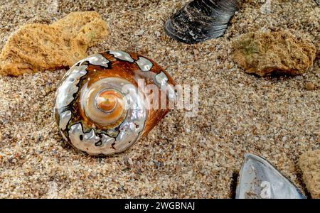 Perlschnecken-Muschel von Turbo sarmaticus südafrikanischem Turban auf dem Sand Stockfoto