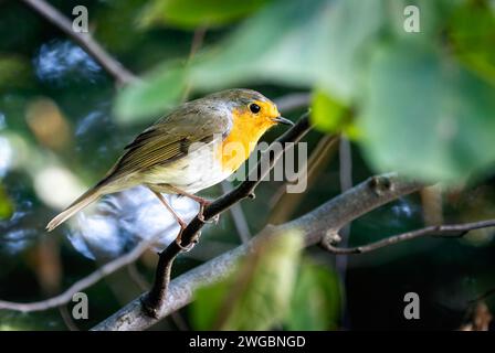 Nahaufnahme eines europäischen rotkehlvogels, der auf einem Zweig sitzt Stockfoto