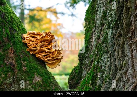 Nahaufnahme eines Baumpilzes auf einer riesigen Eiche Stockfoto