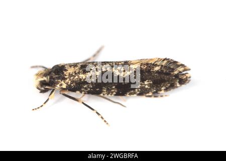 Europäischer Getreidewurm oder europäischer Getreidemotten (Nemapogon granella). Stockfoto