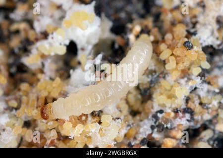 Europäischer Getreidewurm oder europäischer Getreidemotten (Nemapogon granella). Raupe – Larve. Stockfoto