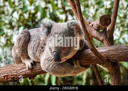 Nahaufnahme Porträt eines Koalas, der einen Zweig in einem Eukalyptusbaum umarmt, Australien Stockfoto