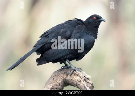 Australischer weißflügelchtiger chough (Corcorax melanorhamphos), der auf einem Zweig thront, der seine Federn kräuselt, Melbourne, Victoria, Australien Stockfoto