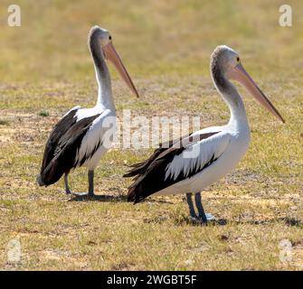 Zwei australische Pelikane (Pelecanus conspicillatus) stehen an einem Strand in Perth, Western Australia, Australien Stockfoto