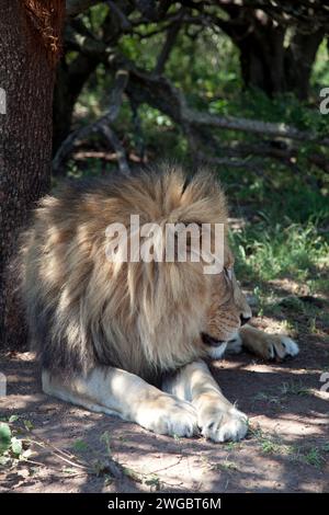 Nahaufnahme eines Löwen, der unter einem Baum liegt, Mjejane Private Game Reserve, Kruger National Park, Südafrika Stockfoto