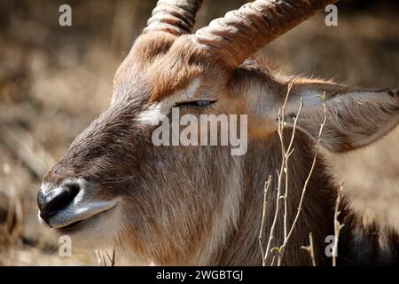 Nahaufnahme eines Wasserbocks im Busch, Kruger-Nationalpark, Südafrika Stockfoto