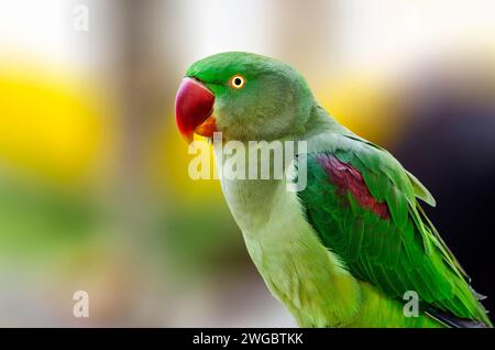 Nahaufnahme eines Green Alexandrine Sittichs (Psittacula eupatria), Australien Stockfoto