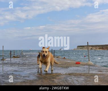 Golden Retriever Hund läuft am Strand, St. Thomas Bay, Marsaskala, Malta Stockfoto