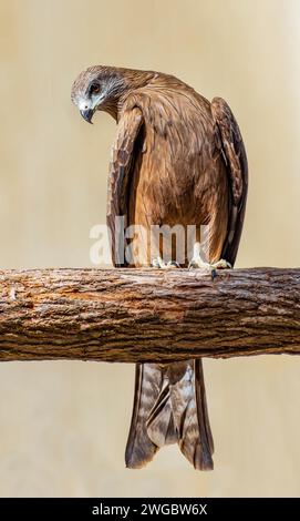 Pfeifdrachen (Haliastur sphenurus) auf einem Ast, Australien Stockfoto