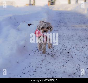 Ein junger Cavapoo-Hund spielt im Schnee mit rotem Cover in Ludvika City, Schweden Stockfoto