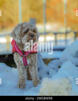 Ein junger Cavapoo-Hund spielt im Schnee mit rotem Cover in Ludvika City, Schweden Stockfoto