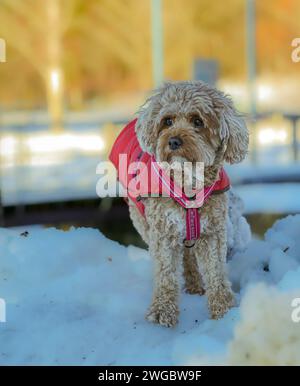 Ein junger Cavapoo-Hund spielt im Schnee mit rotem Cover in Ludvika City, Schweden Stockfoto