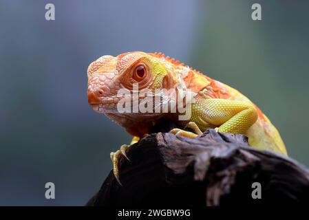 Close-up portrait of an albino iguana on a piece of wood, Indonesia Stock Photo
