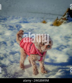 Ein junger Cavapoo-Hund spielt im Schnee mit rotem Cover in Ludvika City, Schweden Stockfoto