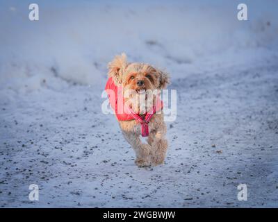 Ein junger Cavapoo-Hund spielt im Schnee mit rotem Cover in Ludvika City, Schweden Stockfoto