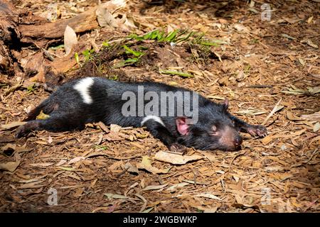 Tasmanischer Teufel (Sarcophilus harrisii) streckte sich schlafend auf dem Boden aus, Australien Stockfoto