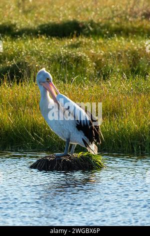 Nahaufnahme eines australischen Pelikans (Pelecanus conspicillatus), der auf einem Felsen steht, der seine Federn beputzt, Perth, Western Australia, Australien Stockfoto