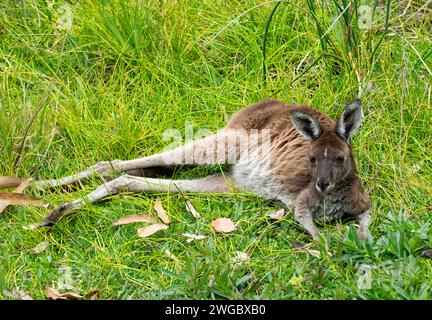 Australisches Känguru liegt im langen Gras, Australien Stockfoto