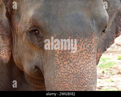 Vollbild-Nahaufnahme des Gesichts eines asiatischen Elefanten, Sri Lanka Stockfoto