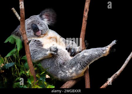 Nahaufnahme Porträt eines Koalas, der in einem Eukalyptusbaum schläft, Australien Stockfoto