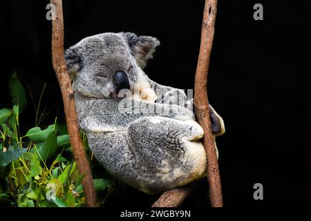 Nahaufnahme Porträt eines Koalas, der in einem Eukalyptusbaum schläft, Australien Stockfoto