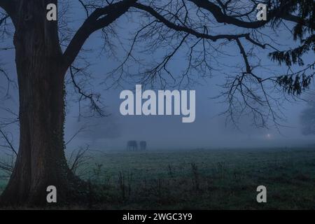 Verschwommene Silhouette von Pferden, die in dickem Nebel auf dem Feld blicken. Silhouette von Bäumen, die in MIS, Phoenix Park, Dublin, Irland verschwinden Stockfoto