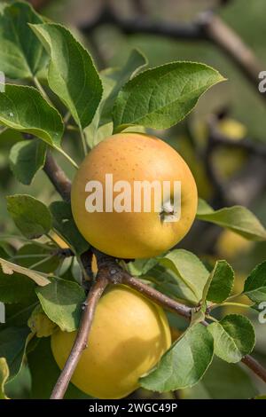Apfel (Malus domestica 'Solaris'), Äpfel, Obst, Obst, apfelbaum, Nahaufnahme, m Stockfoto