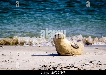 Hafen-Dichtung (Phoca Vitulina) Stockfoto