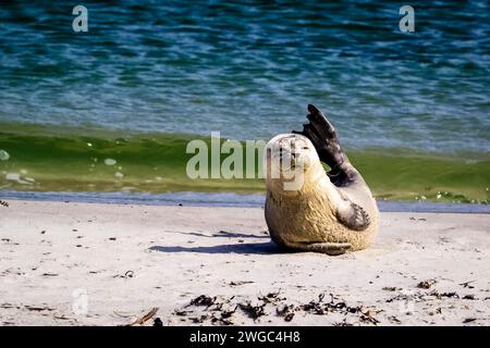 Hafen-Dichtung (Phoca Vitulina) Stockfoto