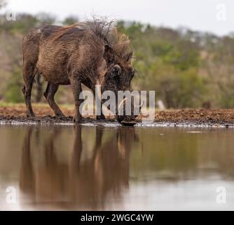 Südafrika, Zimanga, Ein gewöhnliches Warzenschwein (Phacochoerus africanus) Stockfoto