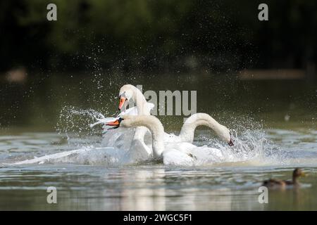 Stummer Schwan (Cygnus olor) kämpfen Stockfoto