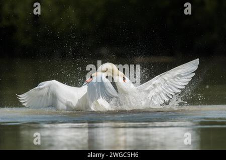 Stummer Schwan (Cygnus olor) kämpfen Stockfoto