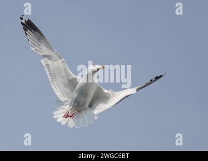 Porträt der weißen Möwe, die am bewölkten Himmel fliegt. Möwenflug. Nahaufnahme. Selektiver Fokus. Kopierbereich für den Text. Stockfoto