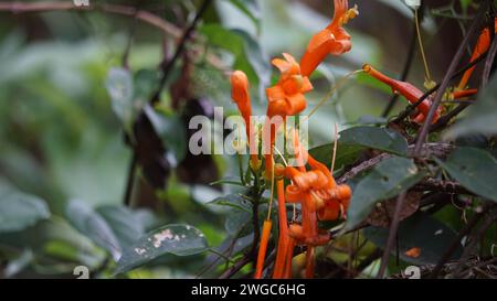 Pyrostegia venusta (Flamevine, orangene Trompetenrebe, Bignonia tecomiflora). Traditionelle brasilianische Medizin, diese Pflanze wird als Aufguss oder Abkochen verwendet Stockfoto