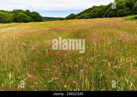 Niedriger Winkel, Blick auf Eine Devon-Wiese im Frühsommer. Wiesenblumen und Gräser wurden bestäubt und säen Samen. Stockfoto