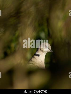 Eurasian collared dove Stockfoto