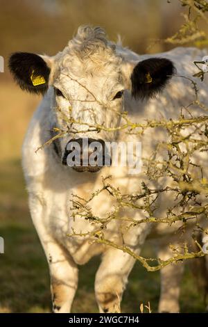 Britische weiße Kuh bei Hickling Stockfoto