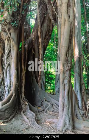 Moreton Bay Feige (Ficus macrophylla), Moraceae. Säulenwurzeln des großen australischen Ficus, Zierpflanze, immergrüner Baum. Stockfoto