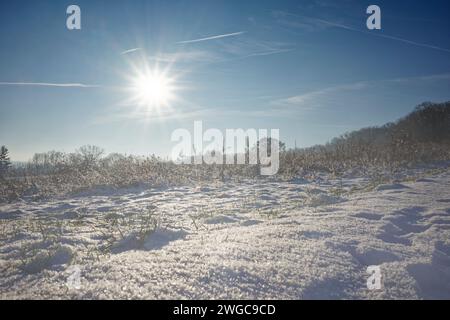 Verschneite Winterlandschaft mit Schnee und eisbedeckten Gräsern im Kraichgau, Deutschland. Die Sonne vertreibt den Nebel. Stockfoto