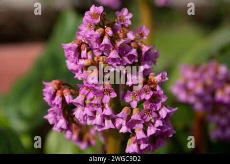 Nahaufnahme der Sukkulenten Bergenie. Blütenpflanze in natürlicher Umgebung. Bergenia crassifolia. Stockfoto