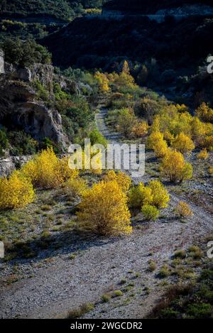 Getrocknetes Nietbett auf dem Land in der Region Minervois um das Dorf Minerve im Departement Hérault, Occitanie, Frankreich Stockfoto