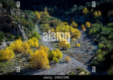 Getrocknetes Nietbett auf dem Land in der Region Minervois um das Dorf Minerve im Departement Hérault, Occitanie, Frankreich Stockfoto