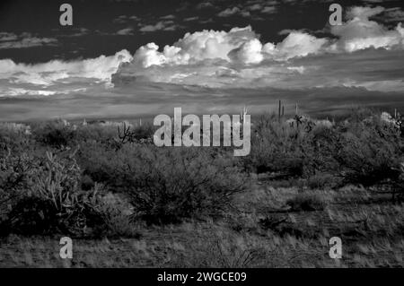 Infrarot-Schwarzweißbild Sonora-Wüste im Zentrum von Arizona, USA Stockfoto