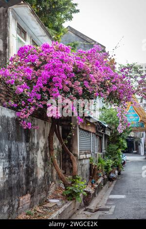 Blühender rosafarbener Bougainvillea-Baum auf der Charoen Krung Road, Bang Rak, Bangkok, Thailand Stockfoto