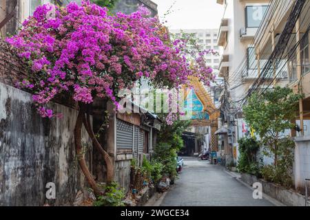 Blühender rosafarbener Bougainvillea-Baum auf der Charoen Krung Road, Bang Rak, Bangkok, Thailand Stockfoto