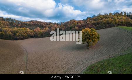 Ein einsamer Baum steht auf einem Feld, umgeben von lebhaften Herbsttönen auf den sanften Hügeln Stockfoto