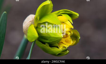 Helle Frühling zarte gelb blühende Narzissen Nahaufnahme Stockfoto