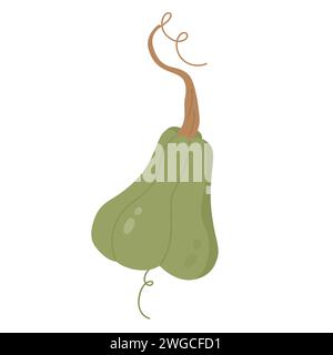 Kürbisgemüse im Herbst. Erntezeit, botanische Veggies Vektor-Illustration Stock Vektor